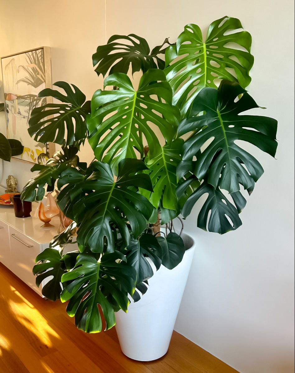 Royal Velvet Monstera™ – Die ultimative Luxus-Kunstpflanze von Follie Finesse